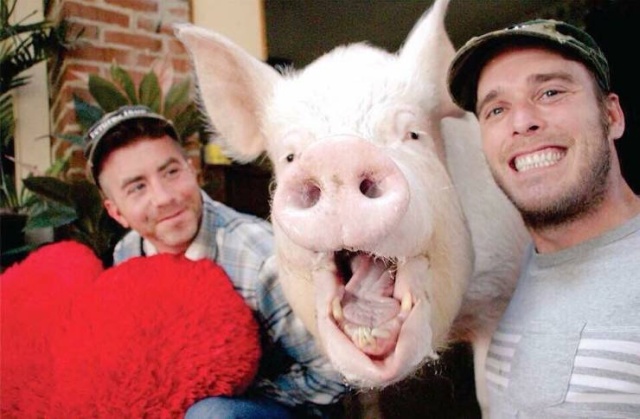 In 2012, Two Guys Got A Mini-Pig...