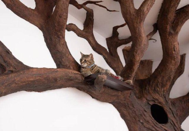 A Tree House For A Cat
