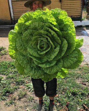 Giant Vegetables