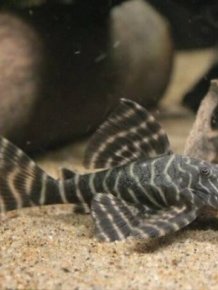 When Aquarium Fish Reaches 25 Years Of Age