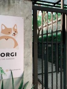 Corgi Café In Thailand