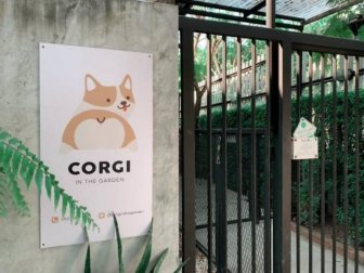 Corgi Café In Thailand