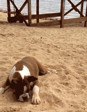Dogs GIFs