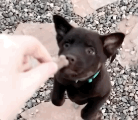 Dogs GIFs