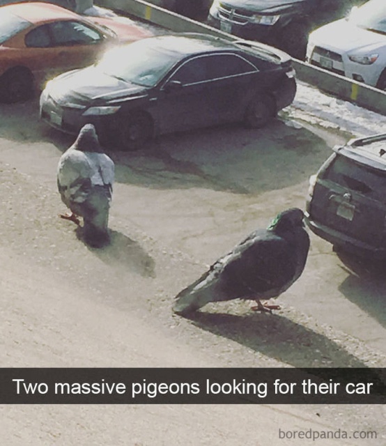 Birds On Snapchat