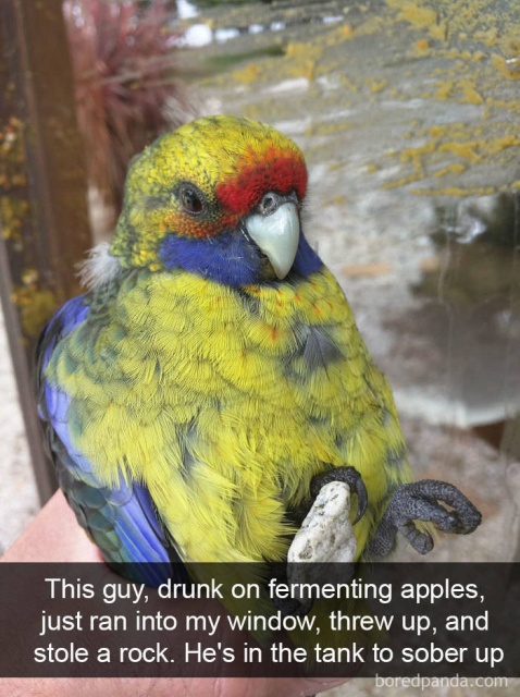 Birds On Snapchat