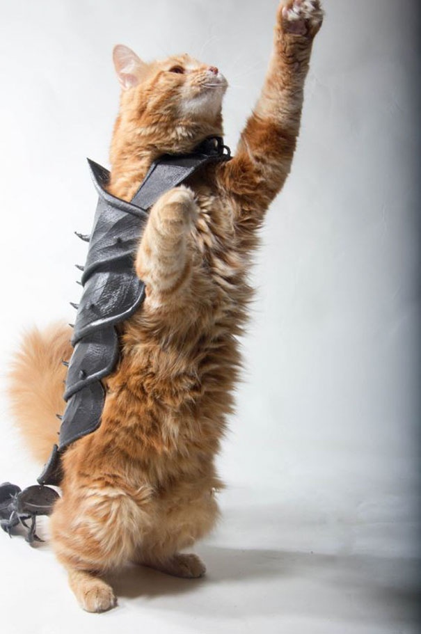 3D Printed Armor For A Cat