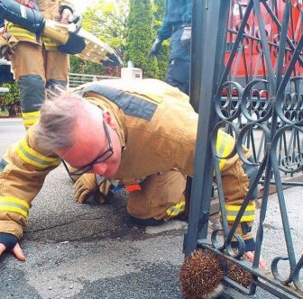 Stuck Hedgehog Rescued In Austria