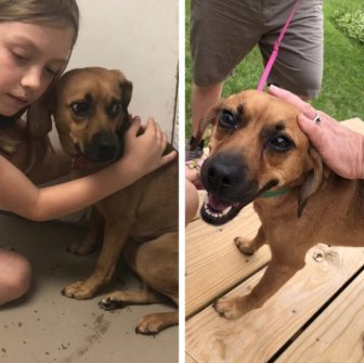 Pets Before And After Adoption