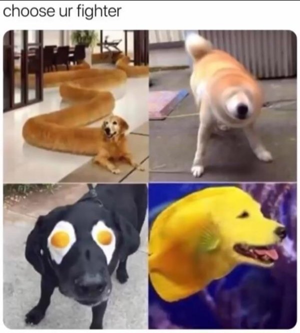 Dog Memes, part 3
