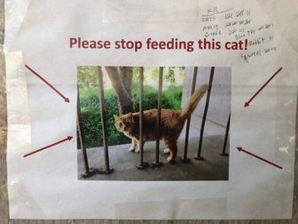 In California, Physics Students Using Graphs Asked Not To Overfeed A Cat