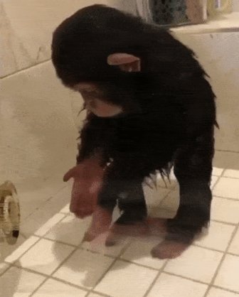 Monkey GIFs