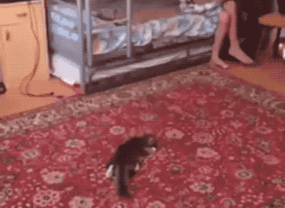 Unexpected GIF