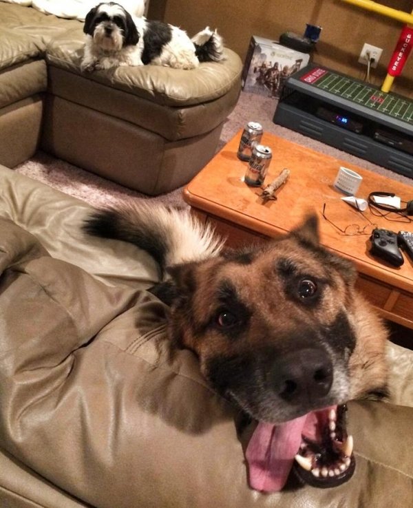 Animals maxing out the derpiness to cuteness ratio