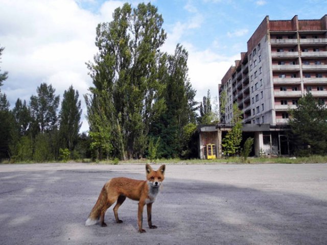 Nature Takes Chernobyl Back