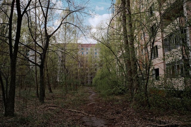 Nature Takes Chernobyl Back