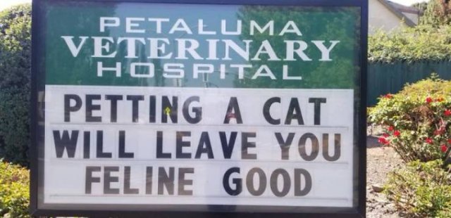 Cat Jokes By Vet Clinics