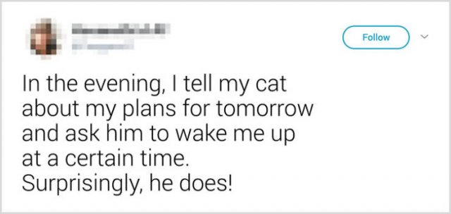 What People Tell Their Cats Before Leaving Home