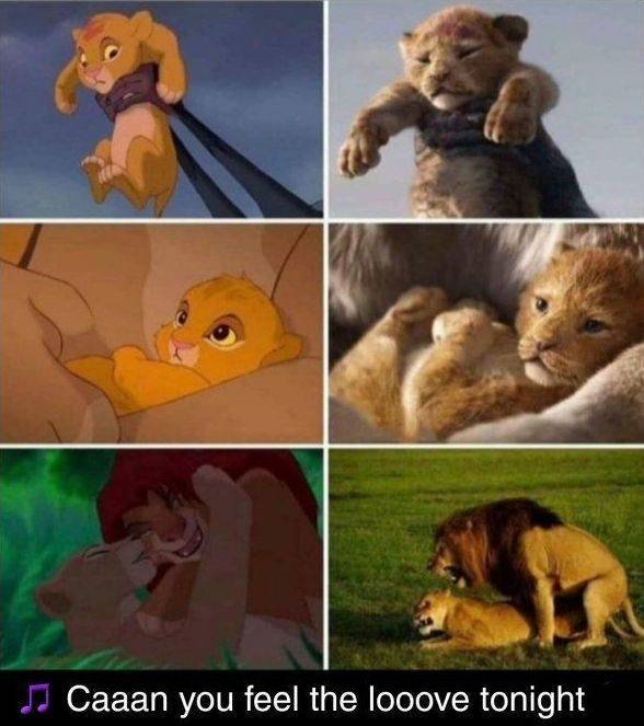 Lion King Memes Fun