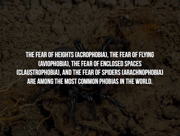 Facts About Phobias