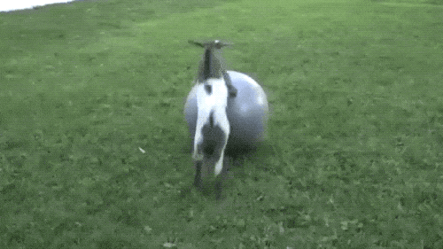Parkour Goats