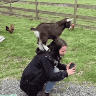 Parkour Goats