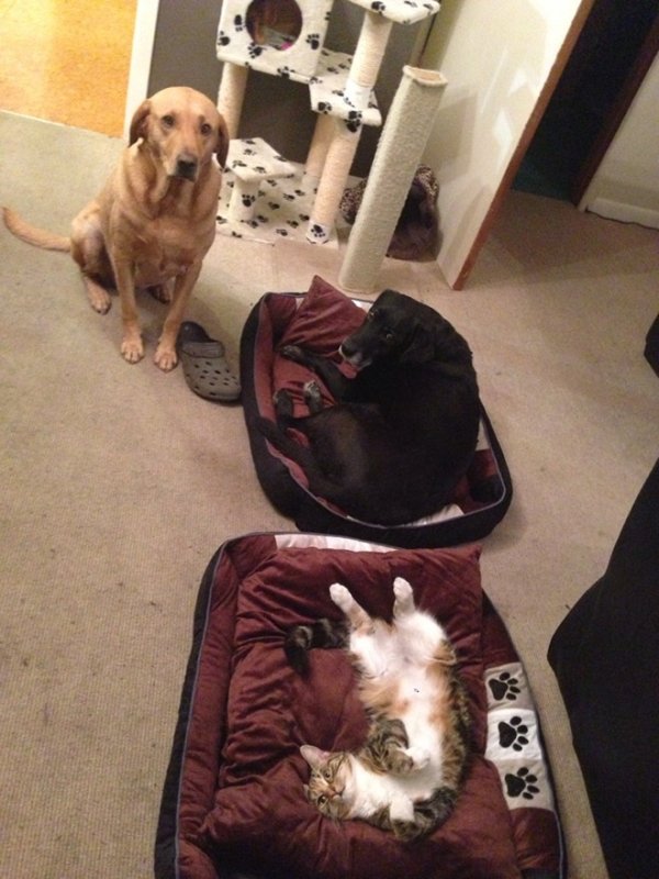 Cats Stealing Dog Beds