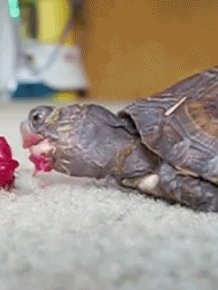 Tortoises Eating Fruit