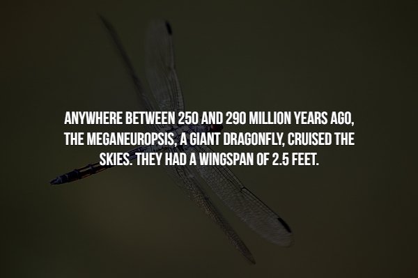 Creepy Facts About Insects
