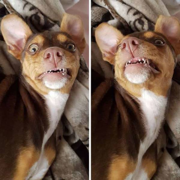 Dog Steals Grandma’s Dentures