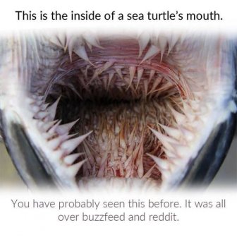 Why Sea Turtles Have Such Awful-Looking Mouths