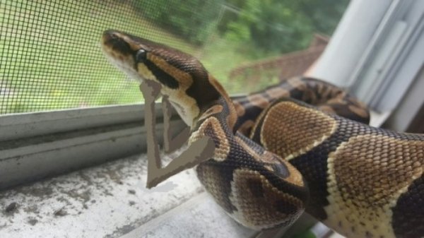 Snakes With Arms Are Hilarious