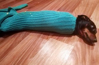 When You Leave Your Pet Alone