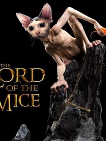 Cat Parodies Of Famous Films