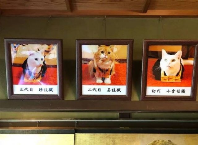 Cat Shrine In Japan