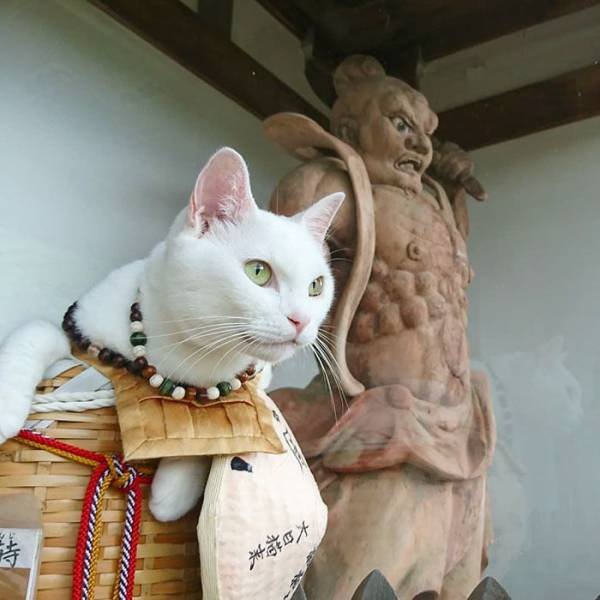Cat Shrine In Japan