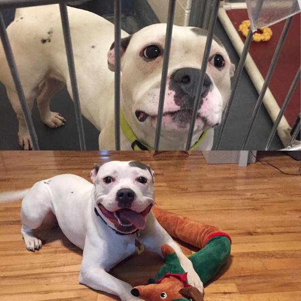 Photos Of Dogs Before & After Their Adoption