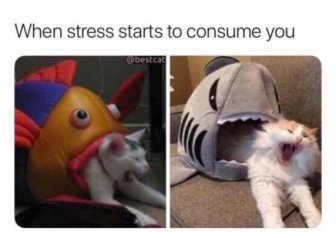 Stress memes