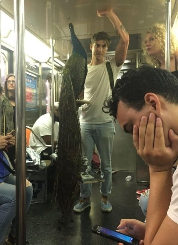 Funny And Strange Things On the Subway, part 2