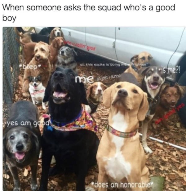 Dogs Memes