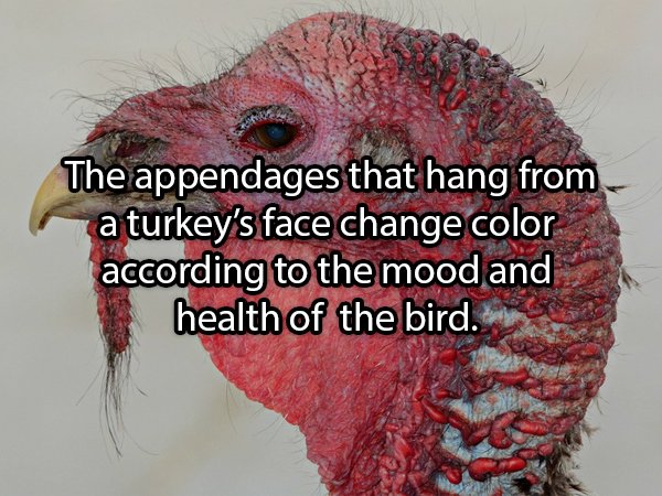 Facts About Turkeys
