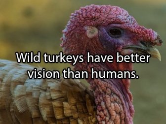 Facts About Turkeys