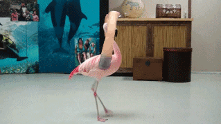 If Birds Had Arms