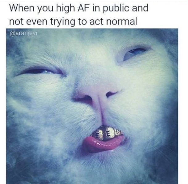 When You're High Memes