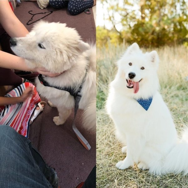 Photos Of Dogs Before & After Their Adoption, part 2
