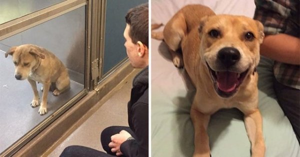 Photos Of Dogs Before & After Their Adoption, part 2