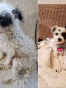 Photos Of Dogs Before & After Their Adoption