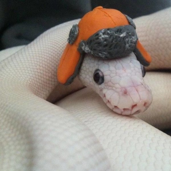 Snakes In Hats