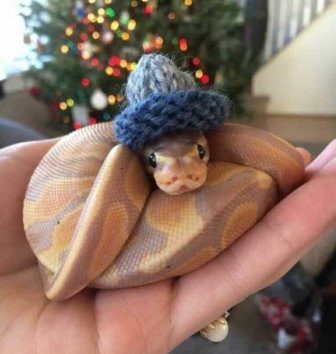 Snakes In Hats