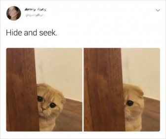 Cats Memes